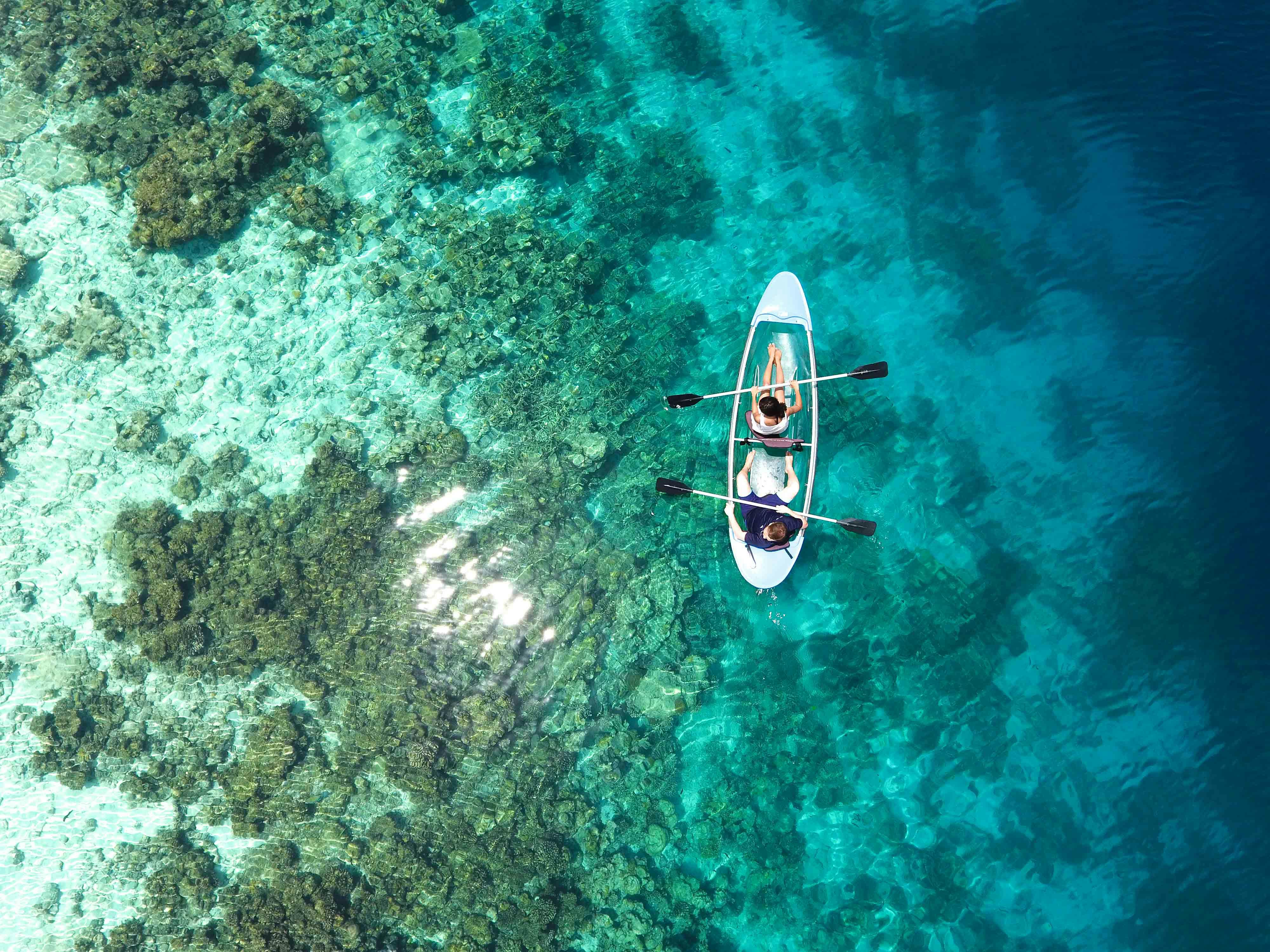 Underwater seagrass bed
